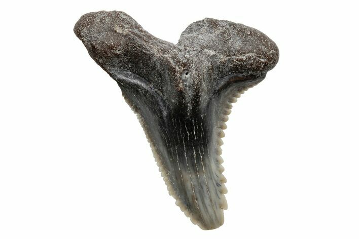 Snaggletooth Shark (Hemipristis) Tooth - South Carolina #211606